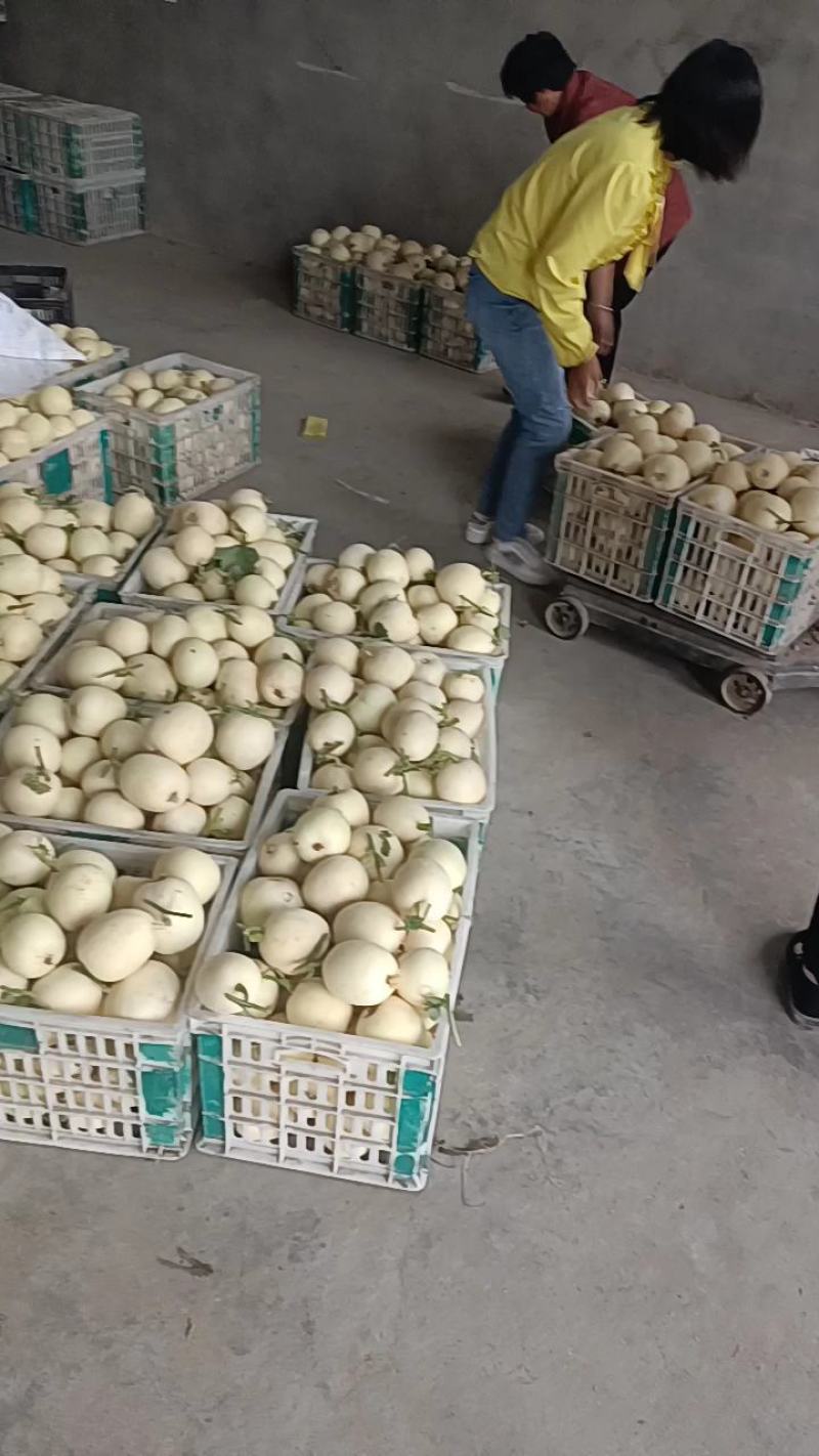 白沙蜜白瓜，各种白甜瓜大量上市中，保熟保甜