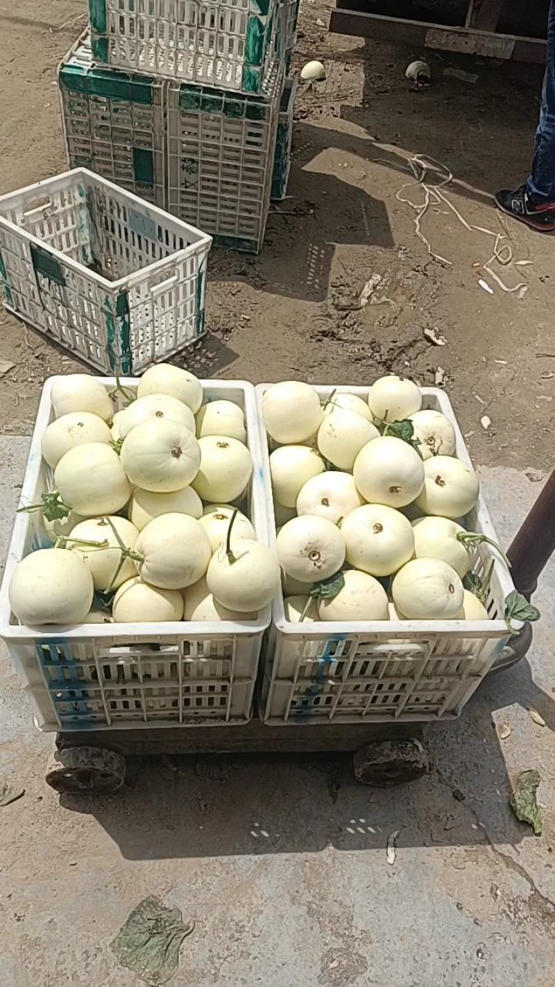白沙蜜白瓜，各种白甜瓜大量上市中，保熟保甜