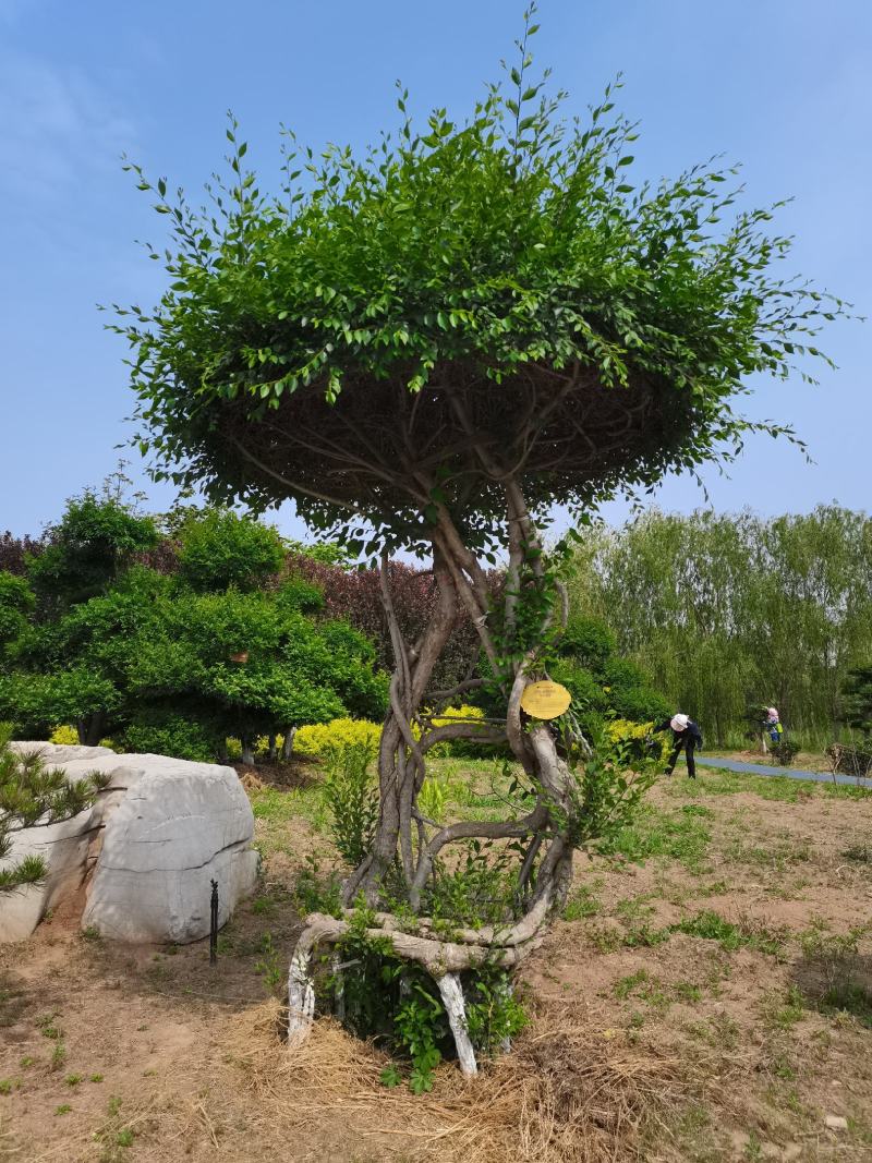 蜀桧，造型蜀桧，公园绿化，小区绿化，道路绿化，一手货源