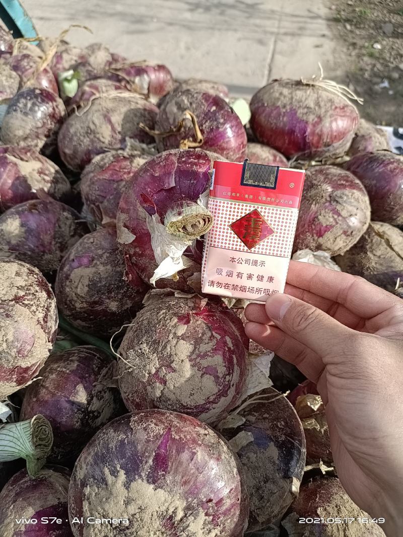 通许保鲜库洋葱出库中，货源充足