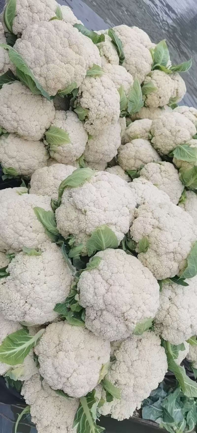 白面小米粒，有机花，散松花菜，花菜，一手货源，货源充足