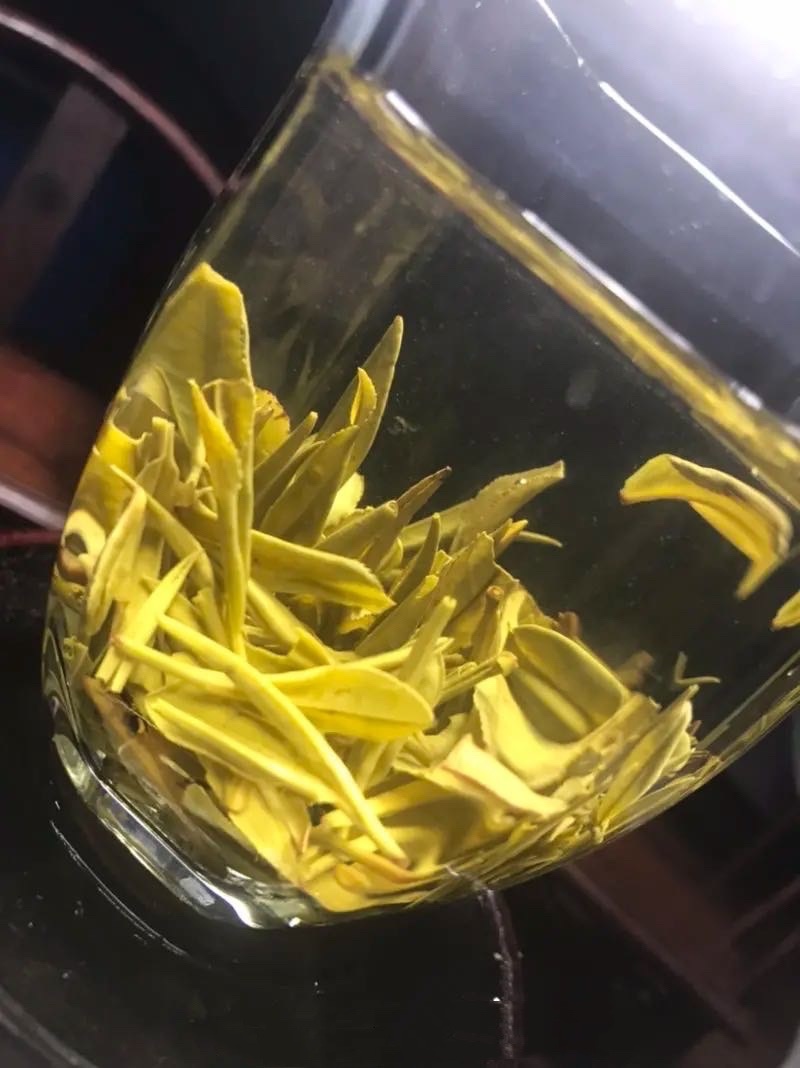 出口品质陈茶黄芽100一斤包邮