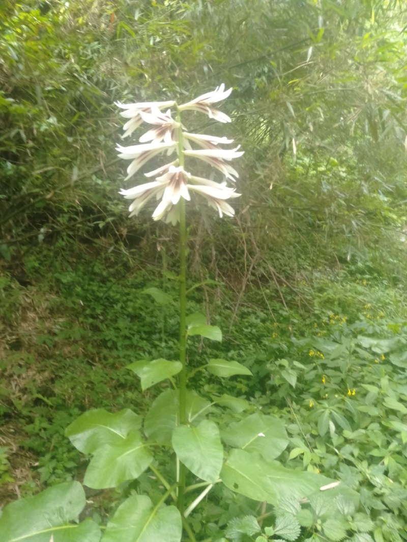 荞麦叶大百合，巨人百货。药、赏两用植物！