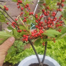 北美冬青，纯苗进口品种，切枝和盆栽已经开始上市了