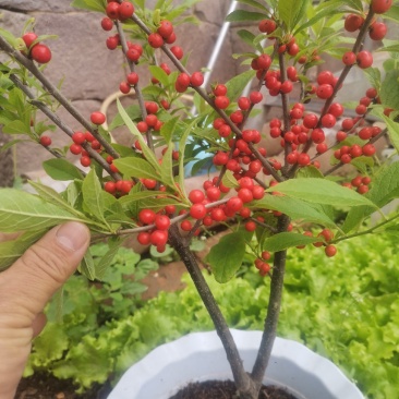 北美冬青，纯苗进口品种，切枝和盆栽已经开始上市了