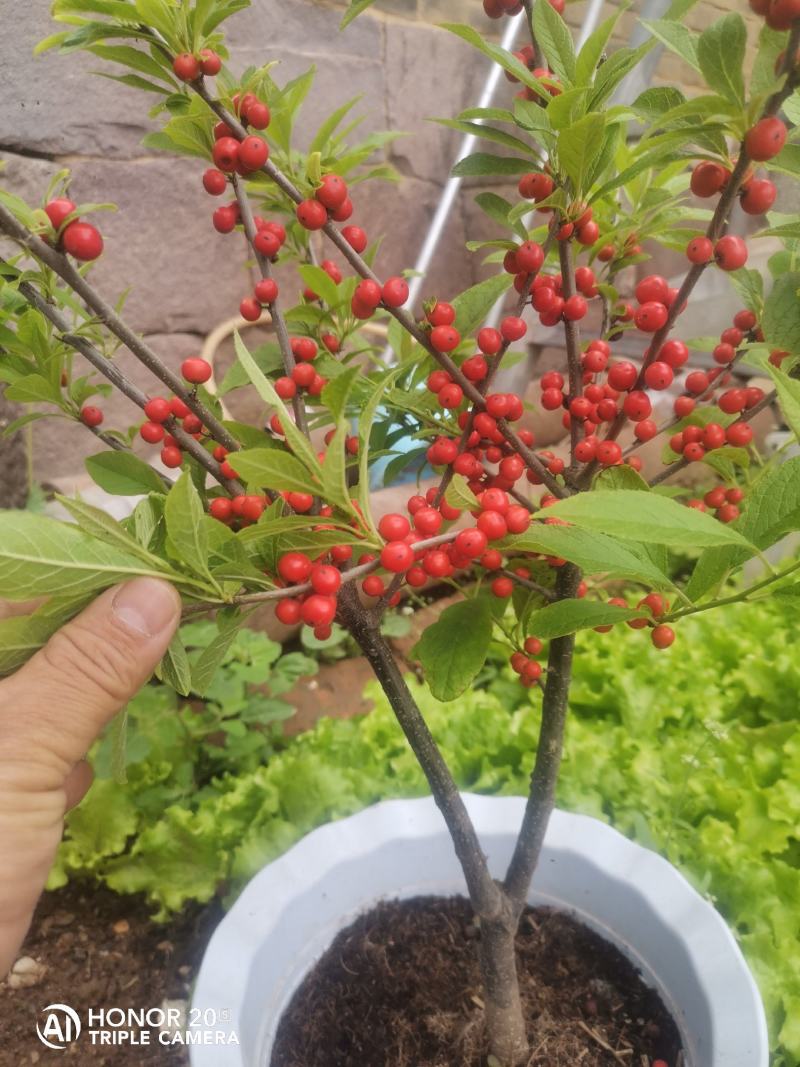 北美冬青，纯苗进口品种，切枝和盆栽已经开始上市了