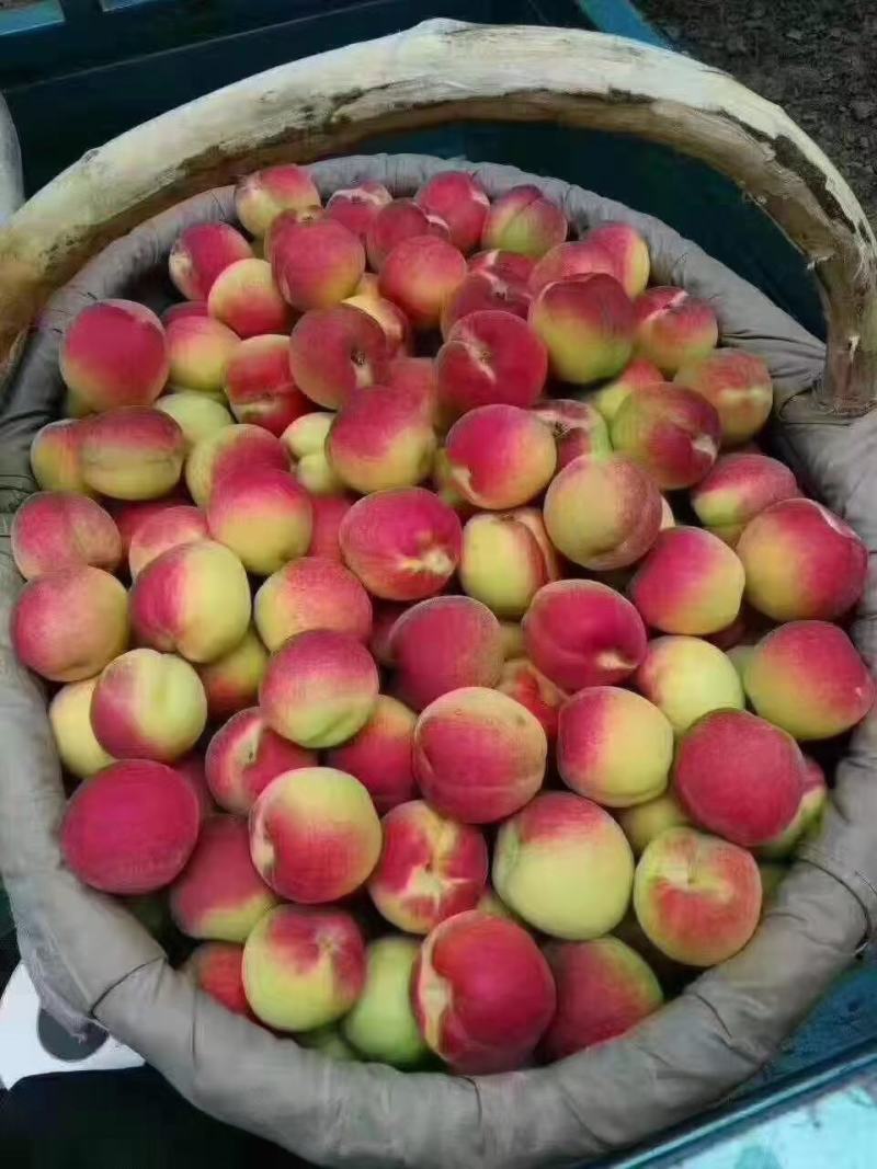 太平红杏，河滩沙土地，酸中带甜，肉厚甜核，汁水饱满