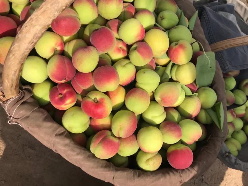 太平红杏，河滩沙土地，酸中带甜，肉厚甜核，汁水饱满