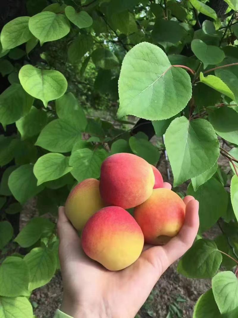 太平红杏，河滩沙土地，酸中带甜，肉厚甜核，汁水饱满