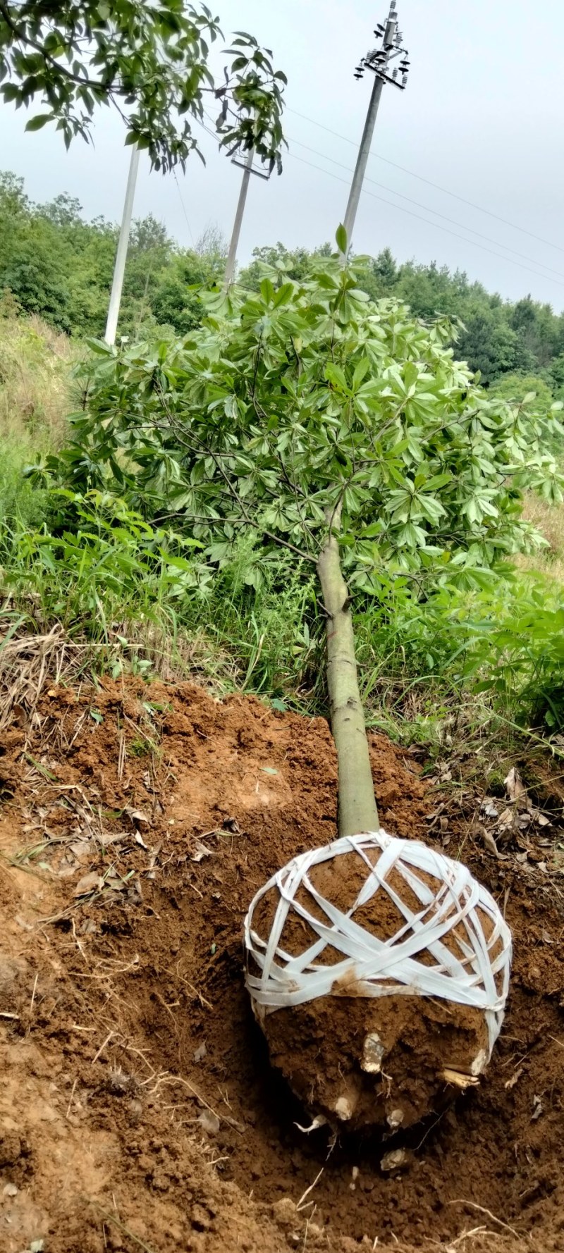 木荷丛生木荷江西木荷大量供应