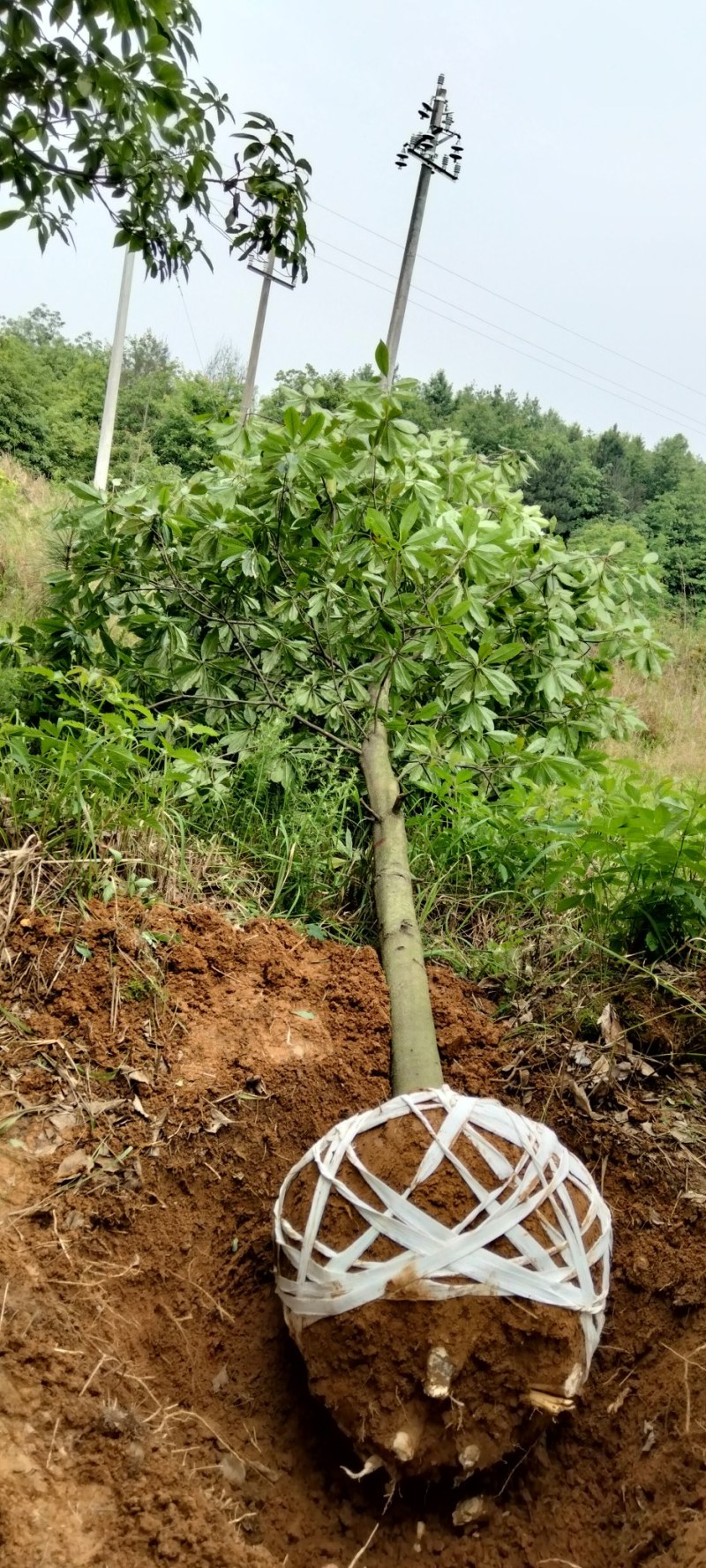 木荷丛生木荷江西木荷大量供应