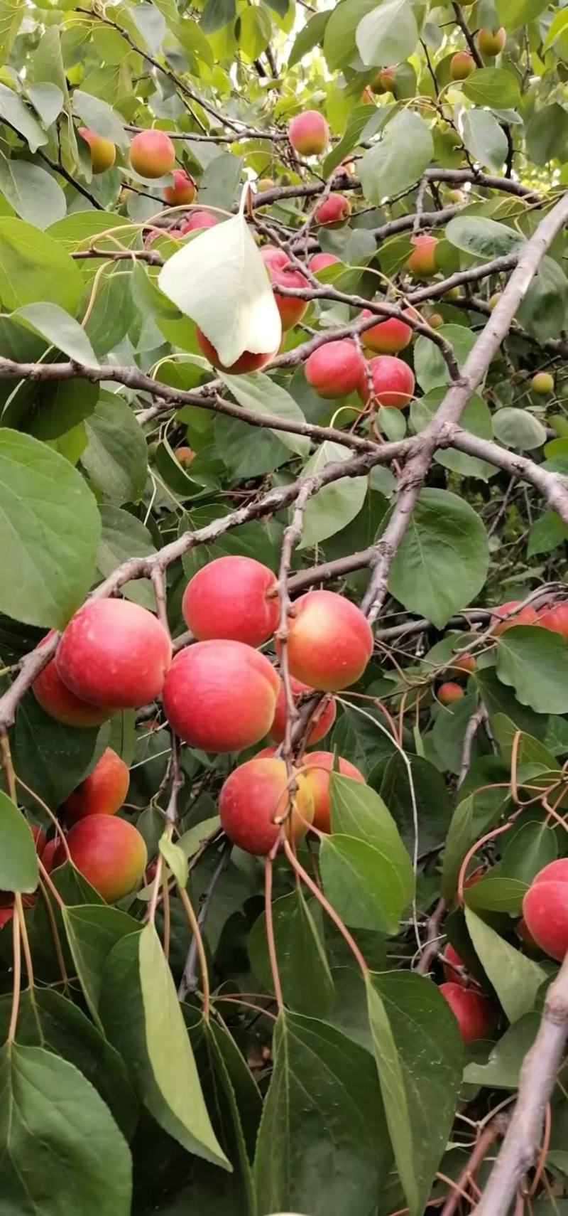 红梅杏，两边程不对称形状，离核，甜核，带玫瑰香味