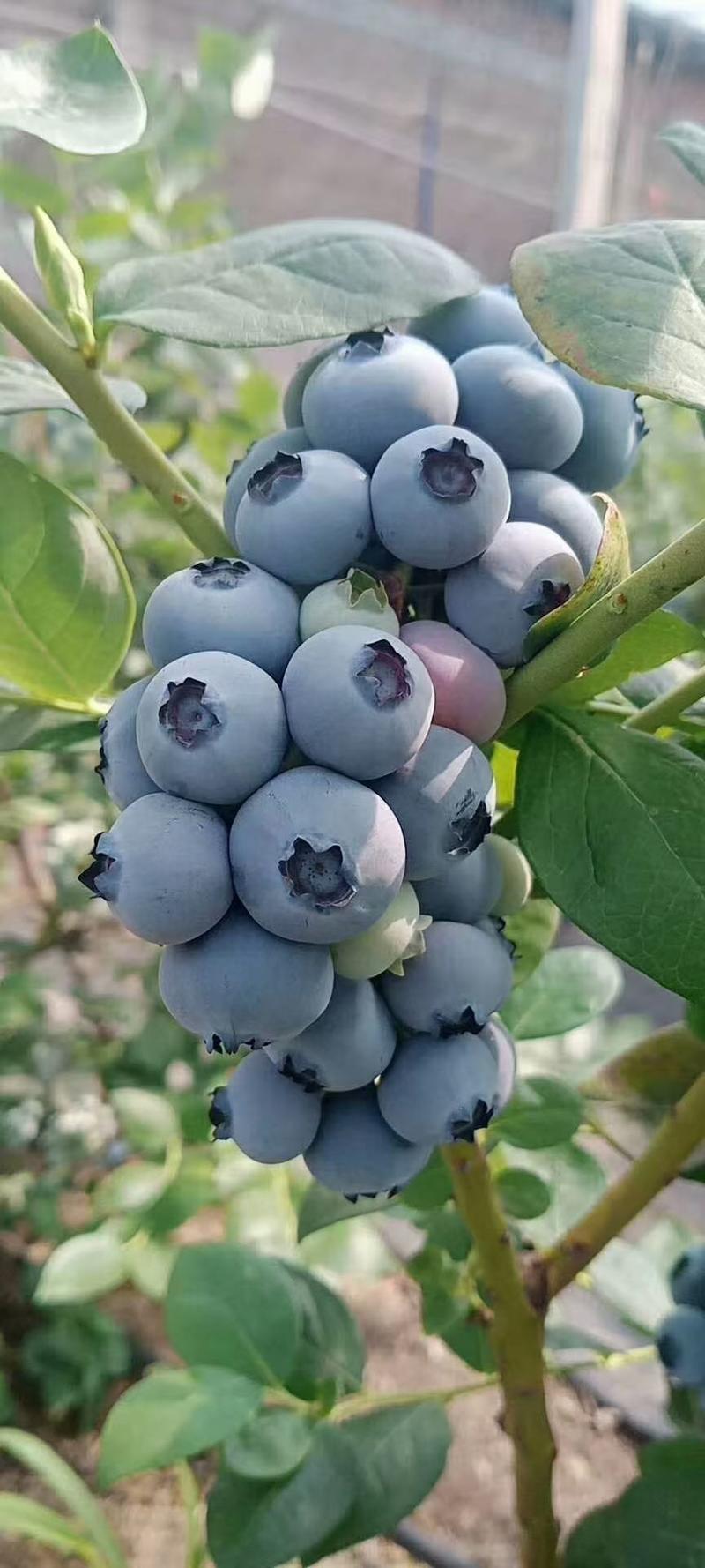 产地直发蓝莓-各种规格品种-酸甜可口-自家果园批发-代发