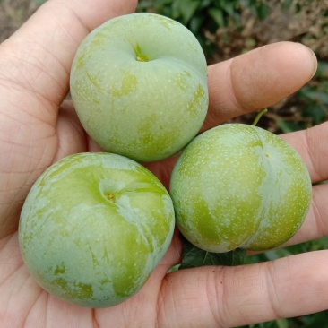 贵州青脆李,蜂糖李,可代办,包装,量大的优先,每天准时发