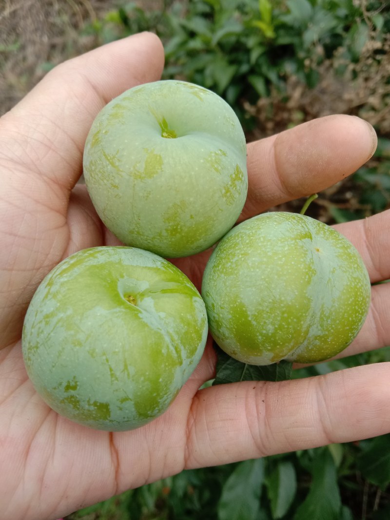 贵州青脆李，蜂糖李，可代办，包装，量大的优先，每天准时发