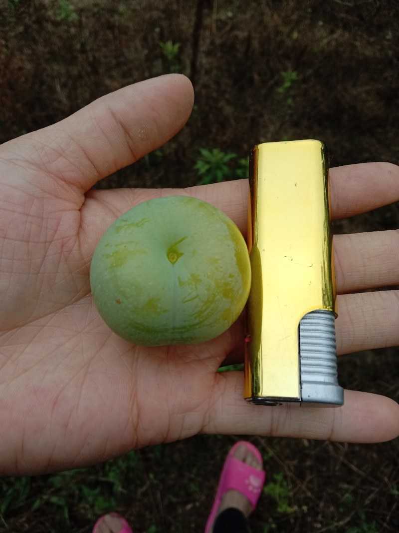 贵州青脆李，蜂糖李，可代办，包装，量大的优先，每天准时发