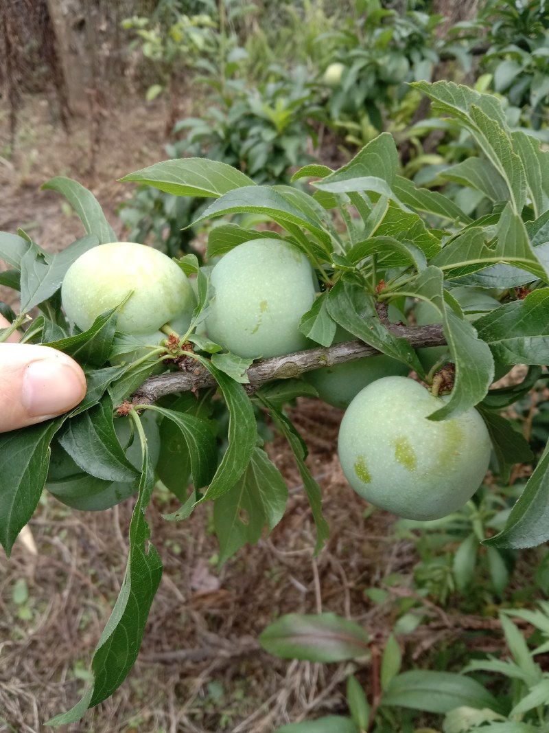 贵州青脆李，蜂糖李，可代办，包装，量大的优先，每天准时发