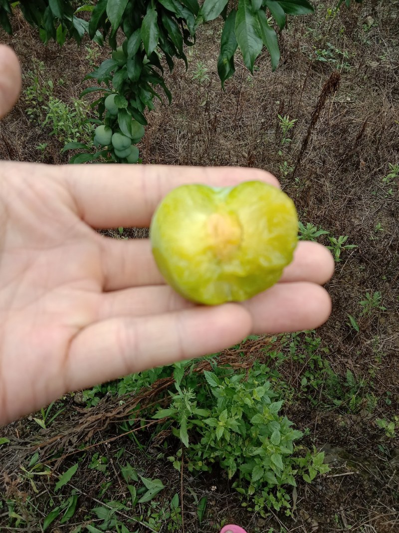 贵州青脆李，蜂糖李，可代办，包装，量大的优先，每天准时发