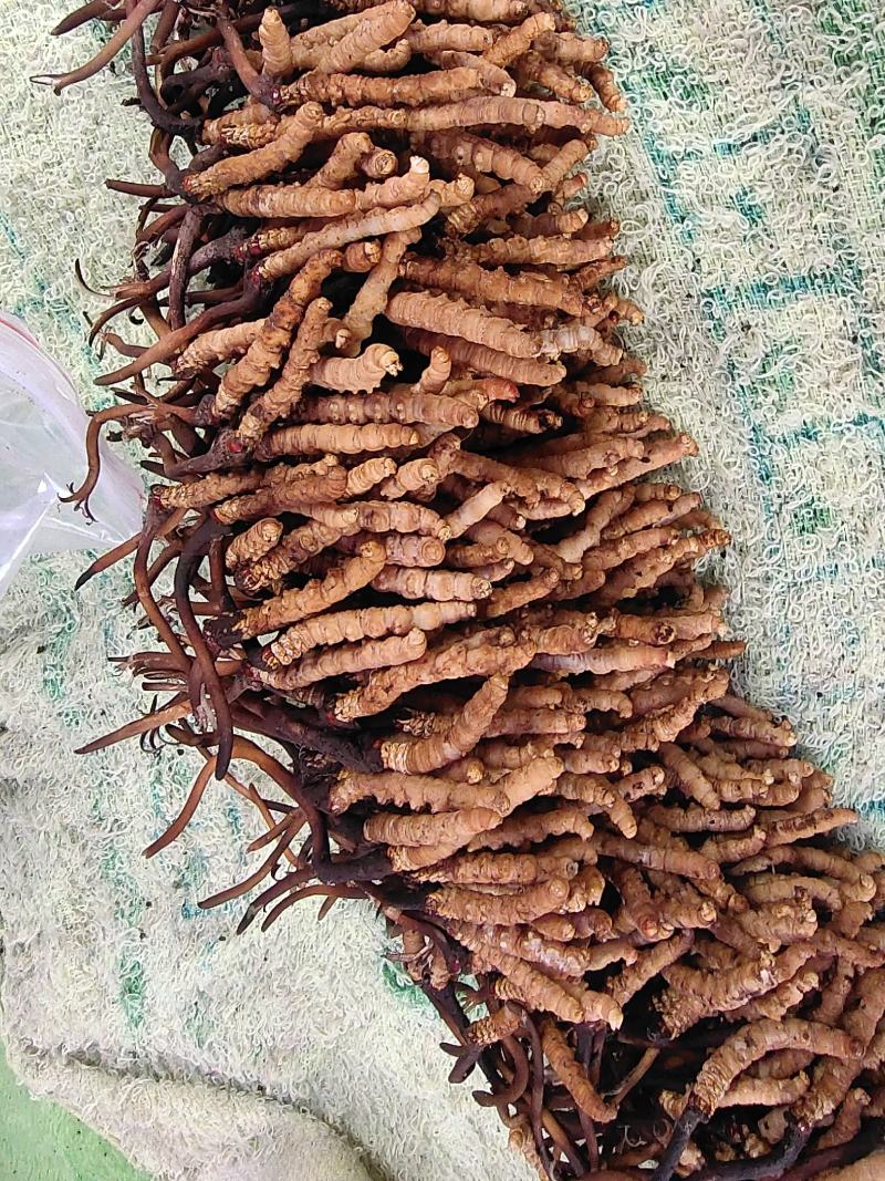 虫草，冬虫夏草，高海拔青藏高原的正宗冬虫夏草