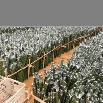 嫁接服务嫁接燕窝果苗嫁接火龙果提供嫁接服务