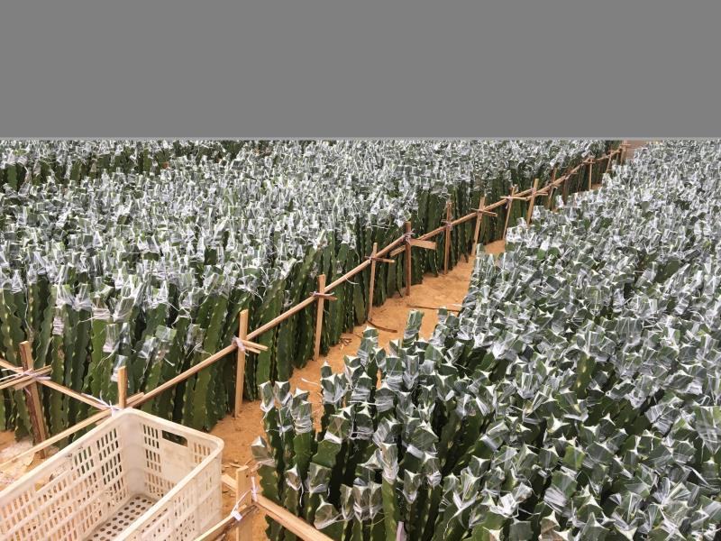 嫁接服务嫁接燕窝果苗嫁接火龙果提供嫁接服务