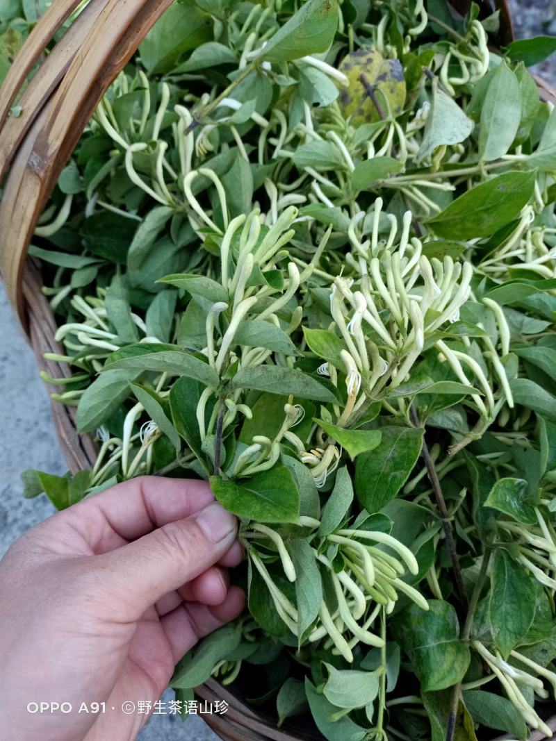 2025年新货金银花的金银花自然晾干无任何添加