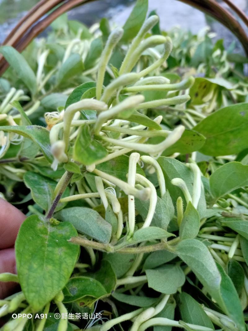 2025年新货金银花的金银花自然晾干无任何添加