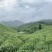 绿茶