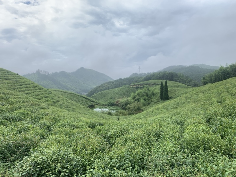 绿茶