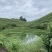 绿茶
