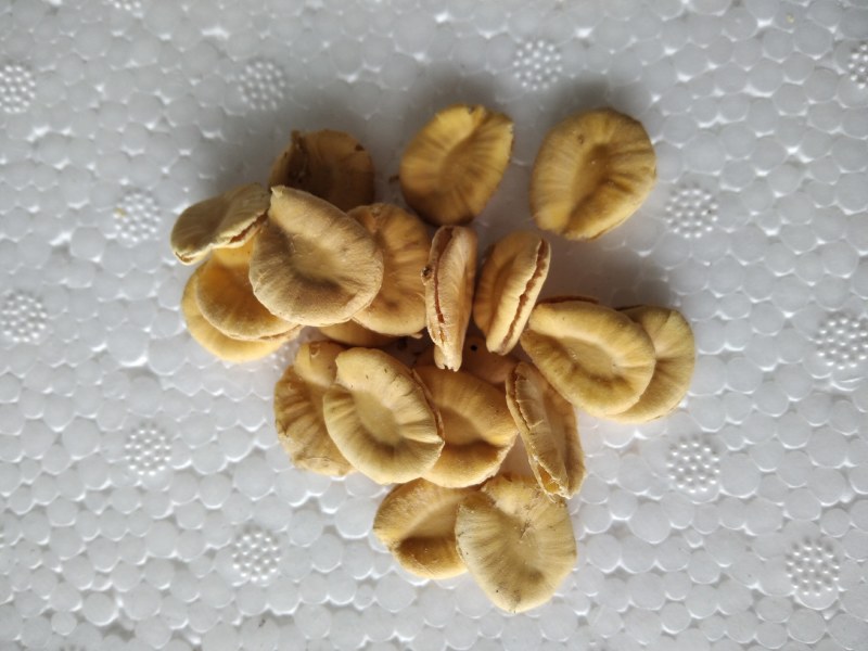 庭院盆栽花茶罗汉果种子