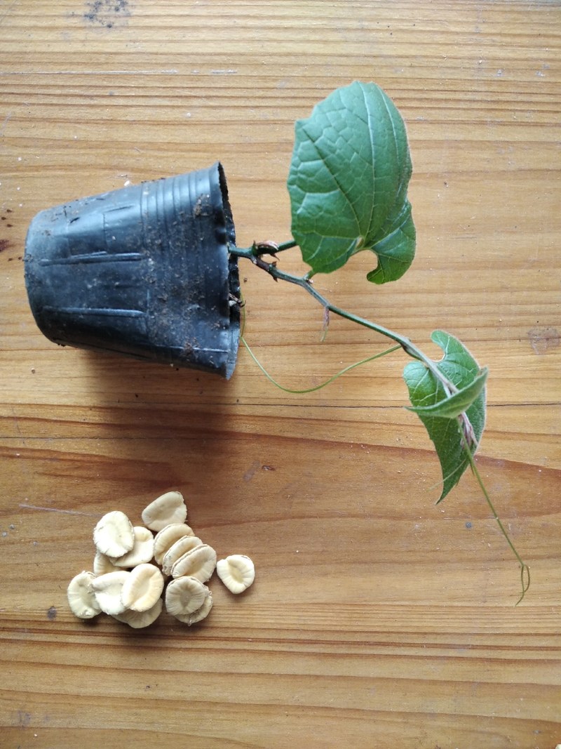 庭院盆栽花茶罗汉果种子
