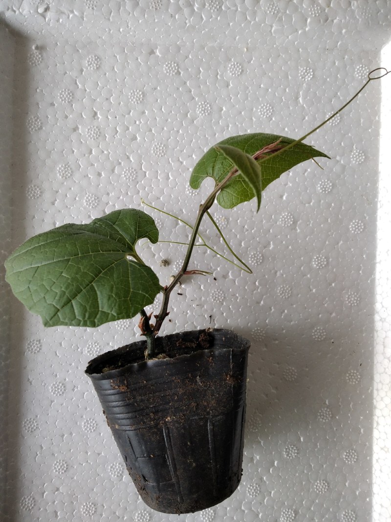 庭院盆栽花茶罗汉果种子