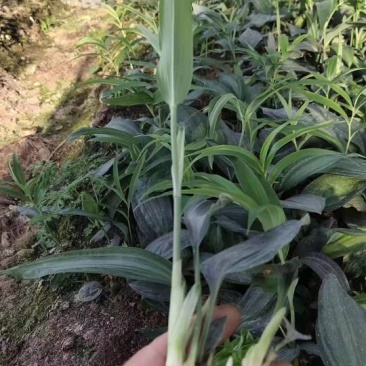 川黄精籽育苗