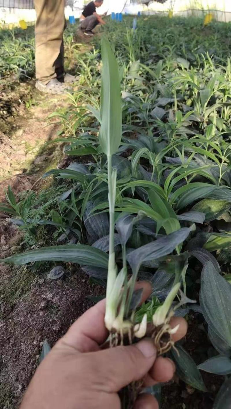 川黄精籽育苗