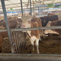 西门塔尔牛犊肉牛犊活体小牛苗活牛，改良肉牛犊免费送货