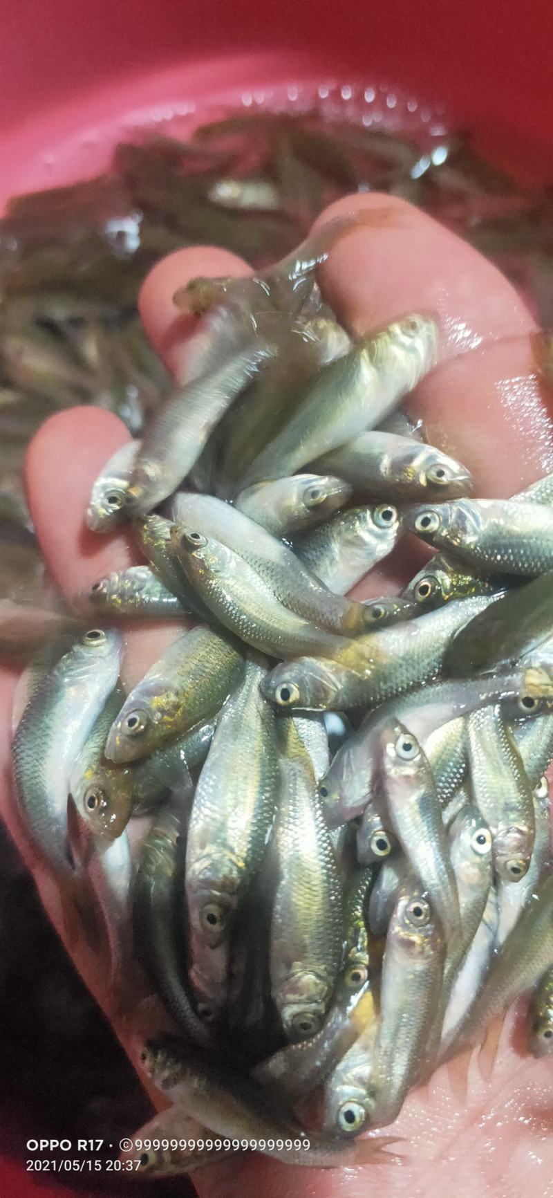 长江草鱼苗草鱼水花抗病毒强基地批发鲜活体鱼【支持空运】