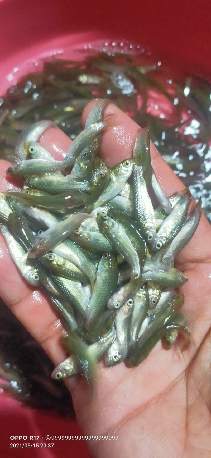 长江草鱼苗草鱼水花抗病毒强基地批发鲜活体鱼【支持空运】