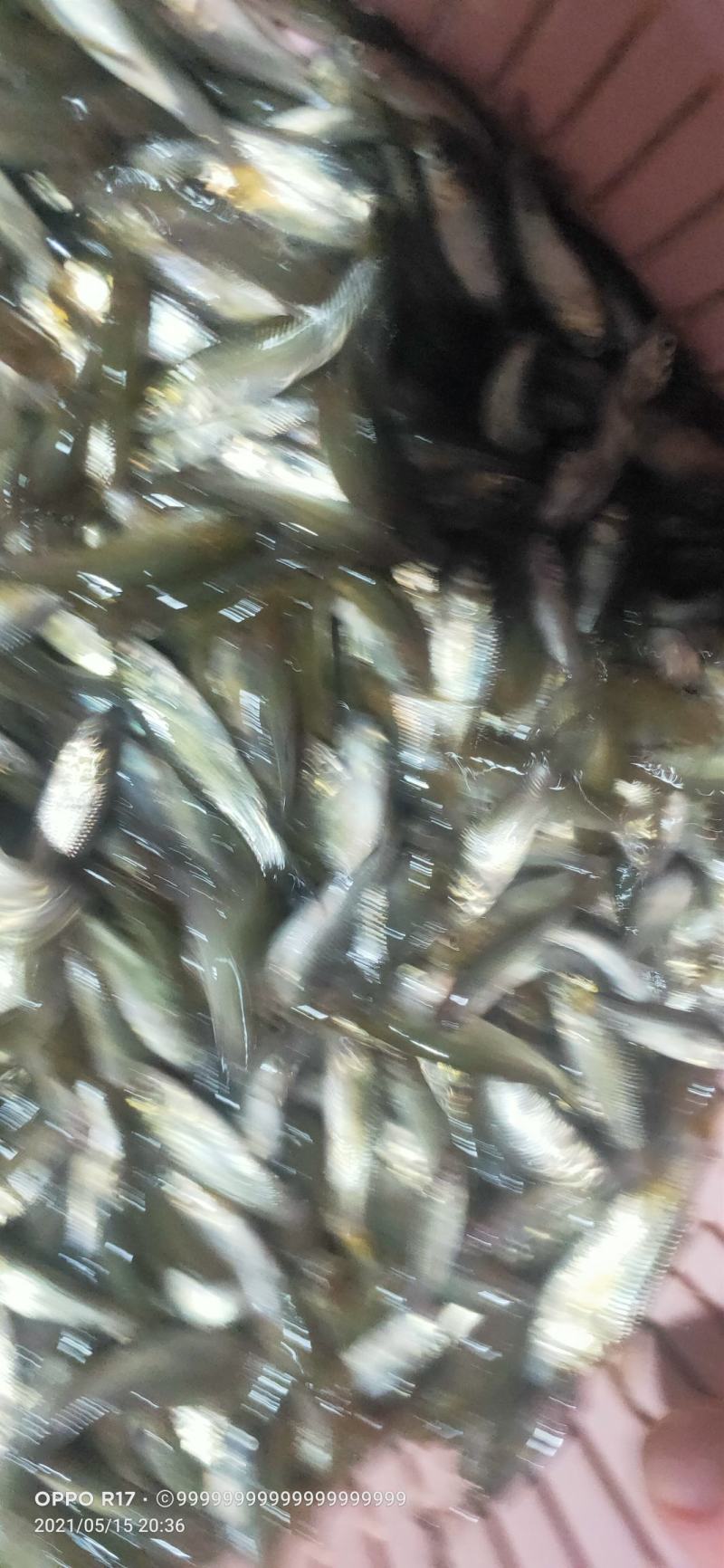 长江草鱼苗草鱼水花抗病毒强基地批发鲜活体鱼【支持空运】