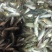 长江草鱼苗草鱼水花抗病毒强基地批发鲜活体鱼【支持空运】