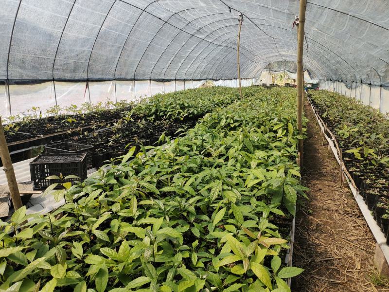 云南牛油果苗艾丁格根系哈斯嫁接好苗认准好根系苗