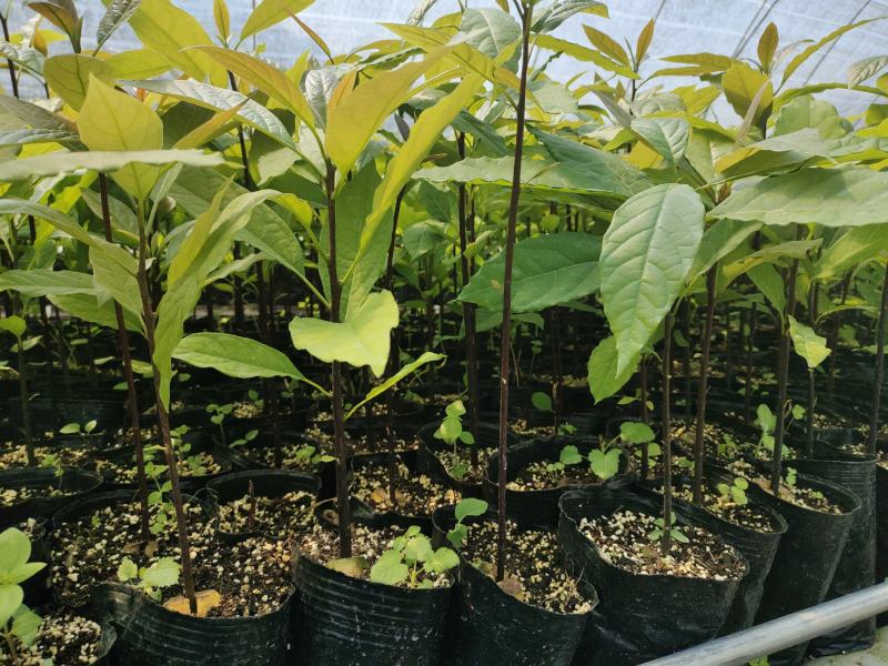 云南牛油果苗艾丁格根系哈斯嫁接好苗认准好根系苗