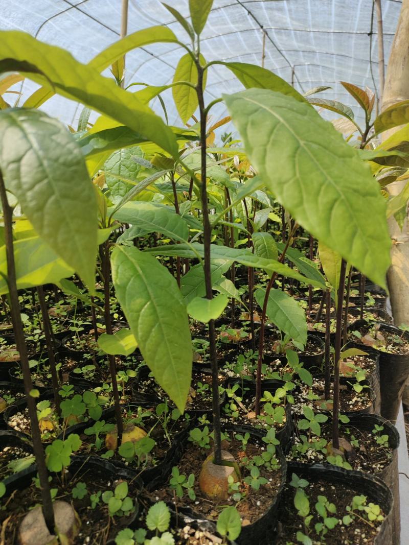 云南牛油果苗艾丁格根系哈斯嫁接好苗认准好根系苗