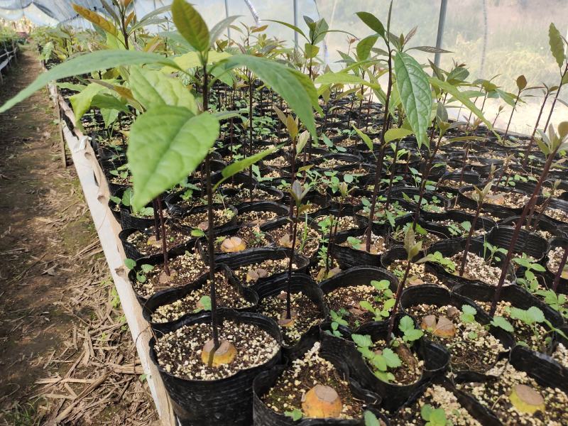 云南牛油果苗艾丁格根系哈斯嫁接好苗认准好根系苗