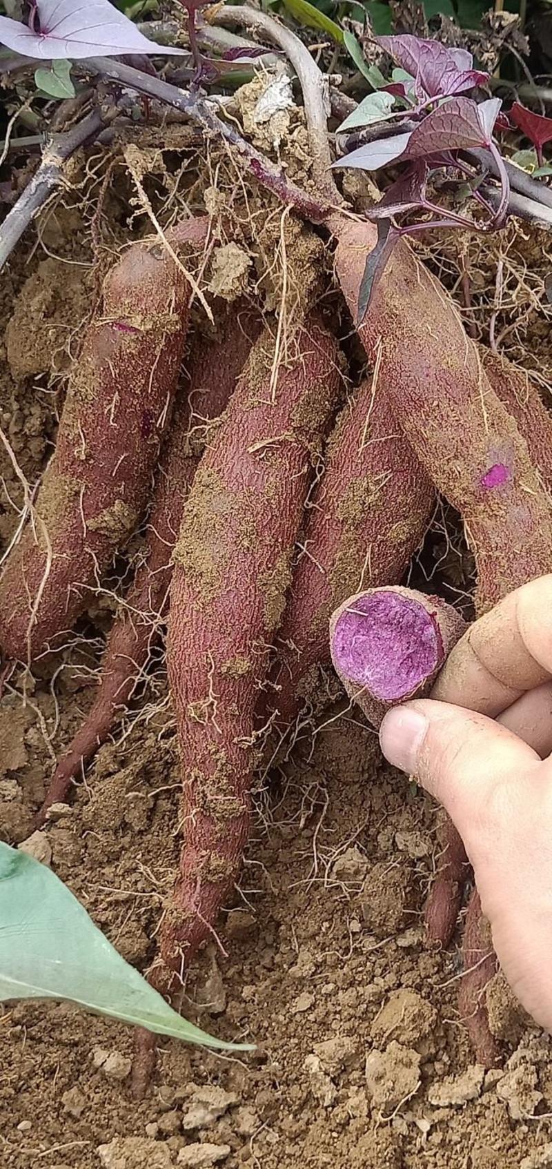 湖北宜城红薯，紫罗兰，008，越南紫薯，