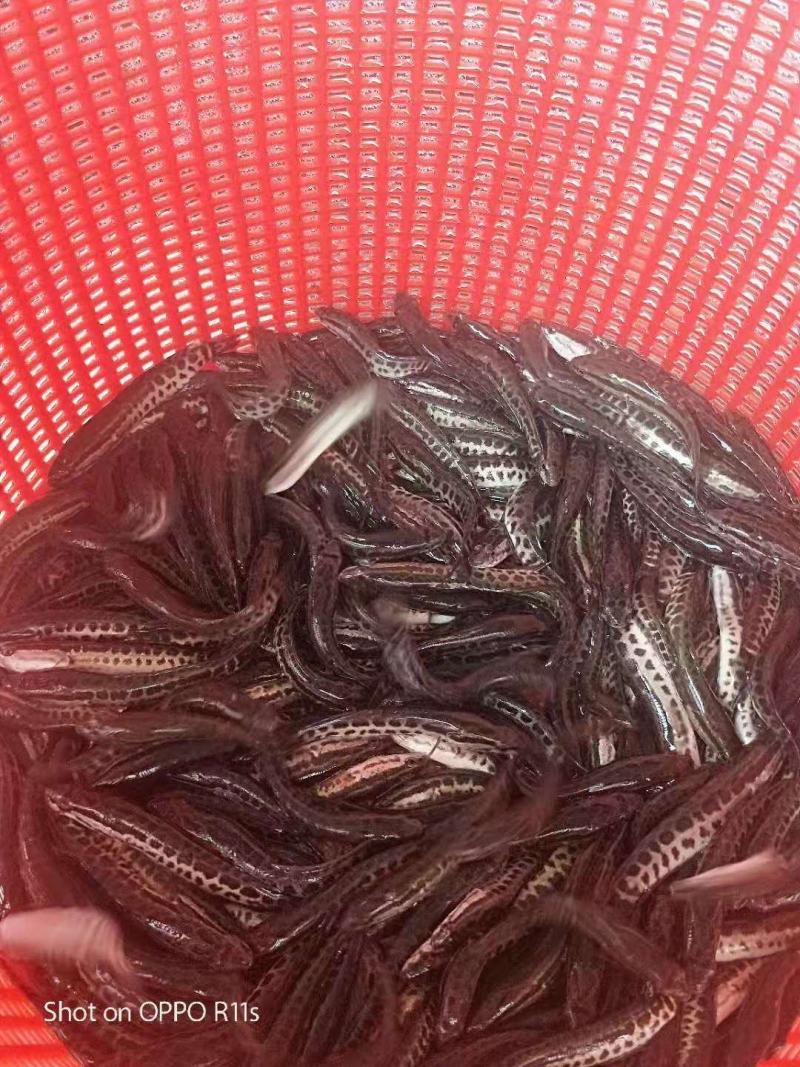 【加洲鲈鱼苗】本场大量出售优鲈一号鱼苗，品种优生长速度快