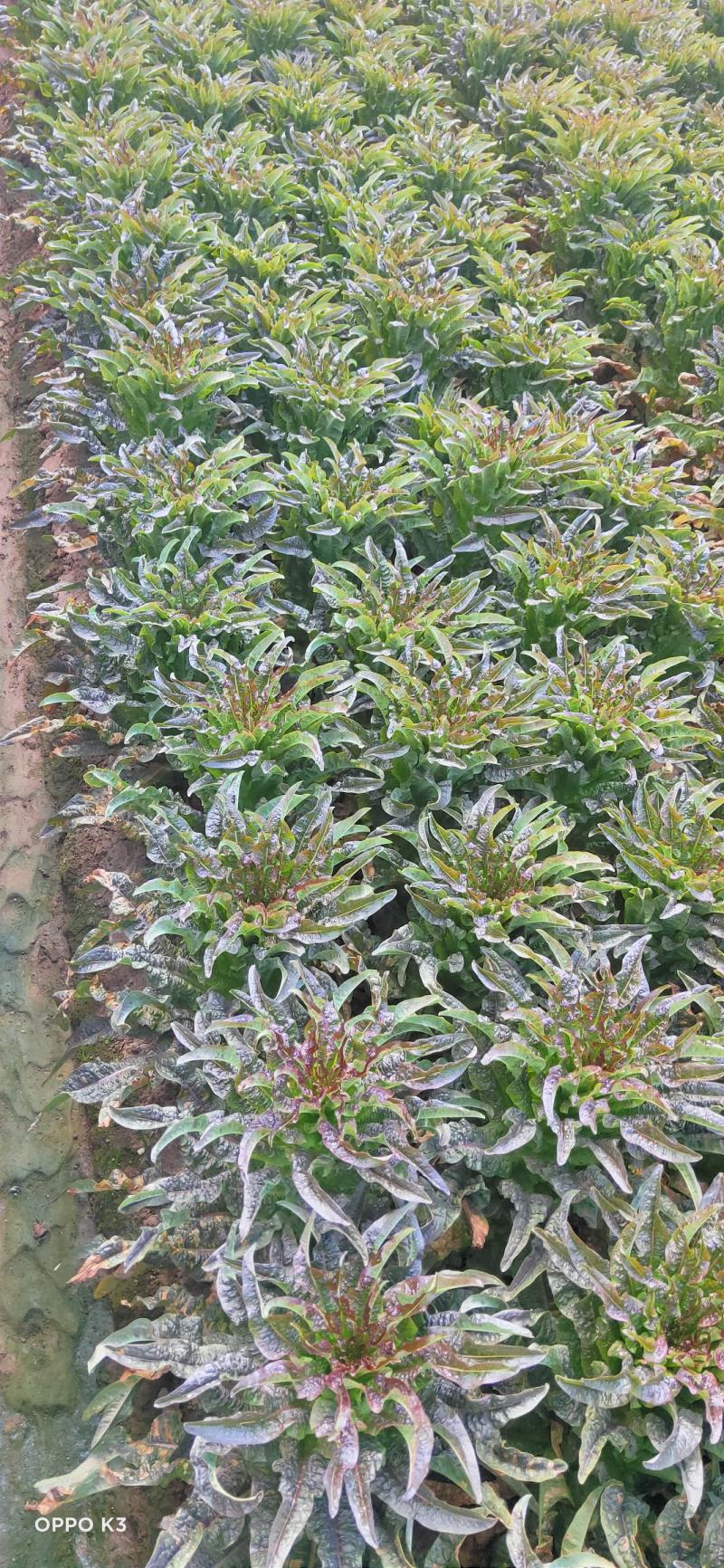 莴笋苗，常年供应各种蔬菜种苗，量大从优，欢迎订购，全国发