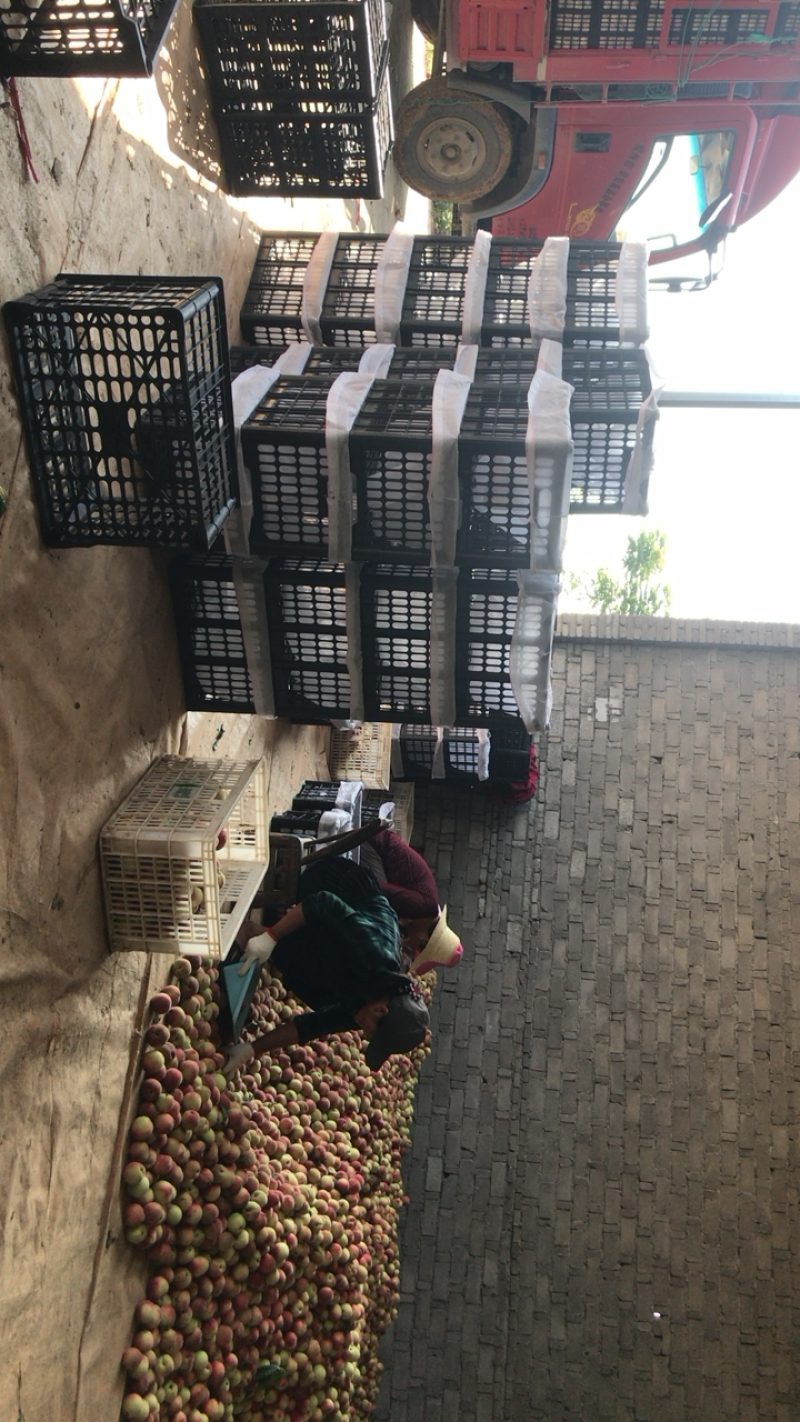 早熟小红桃，55起步，大量上市，日发10万斤