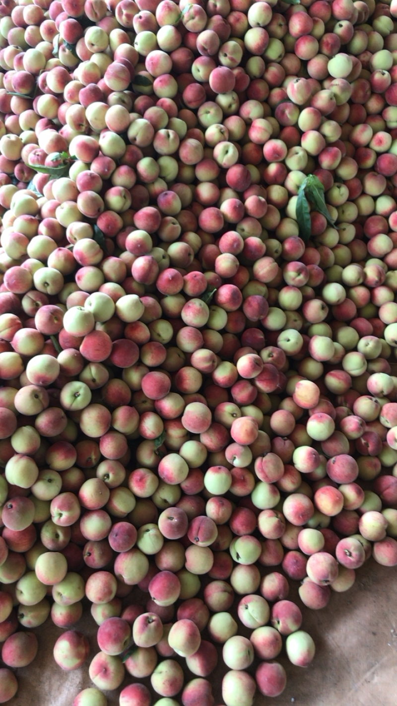早熟小红桃，55起步，大量上市，日发10万斤