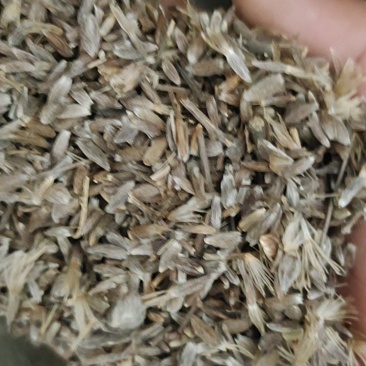 苍术种子